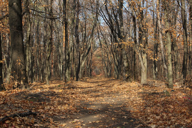 Similar image 5620061