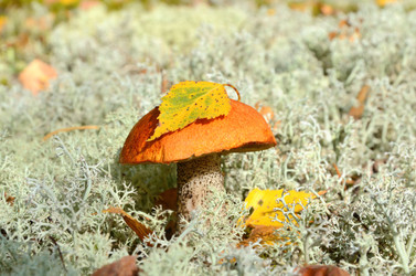 Similar image 5621029