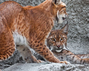 Similar image 5621245