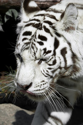 Similar image 5621388