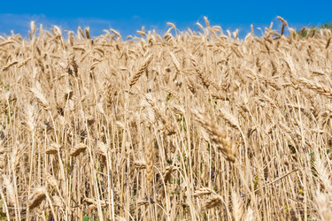 Similar image 5621436