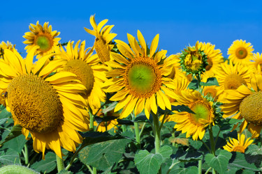 Similar image 5621460