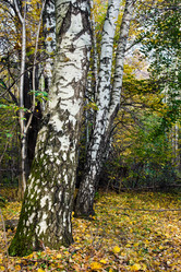 Similar image 5621582