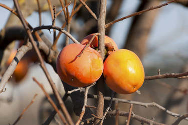 Similar image 5624025