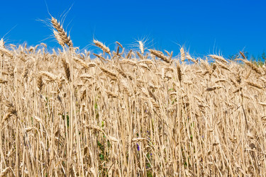 Similar image 5624659