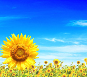 Similar image 5626029