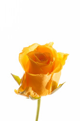 Similar image 5629051