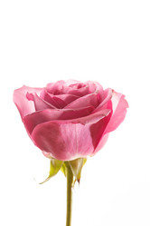 Similar image 5629054