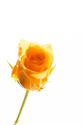 Similar image 5629056