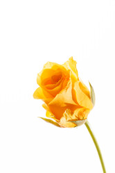 Similar image 5633502