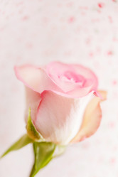 Similar image 5633711