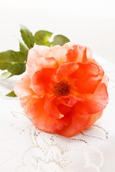 Similar image 5634136