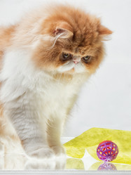 Similar image 5635623