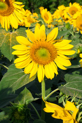 Similar image 5754461