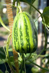 Similar image 5832374