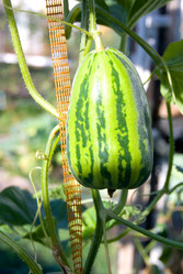 Similar image 5832389