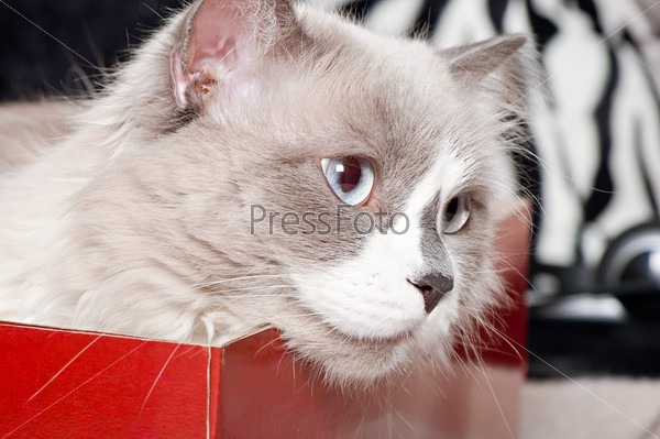 Фотография на тему Бежевый кот в коробке | PressFoto