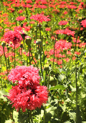 Similar image 5860259