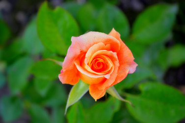 Similar image 5901939