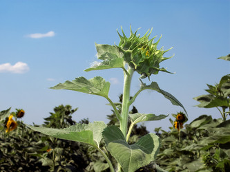 Similar image 5934109