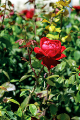 Similar image 5936752