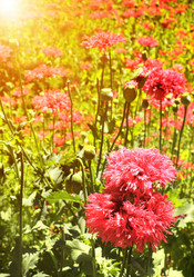 Similar image 5942438