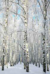 Similar image 5953132