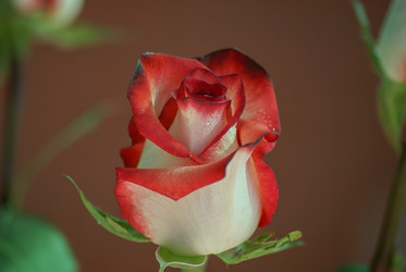 Similar image 5980321