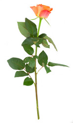 Similar image 5982915