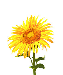 Similar image 6010511