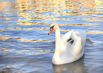 Similar image 6010544