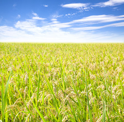 Similar image 6013234