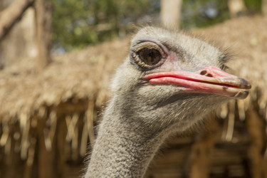 Similar image 6049295