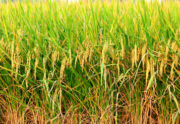 Similar image 6081110