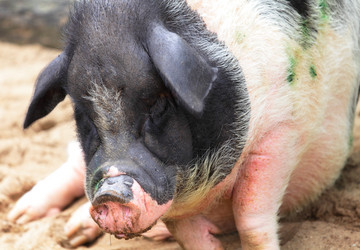 Similar image 6081516