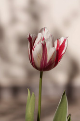 Similar image 6101036