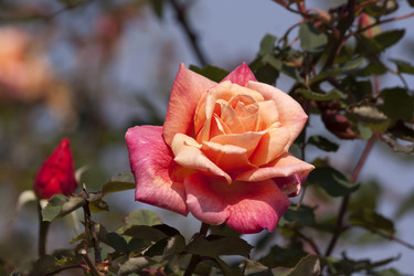 Similar image 6101041