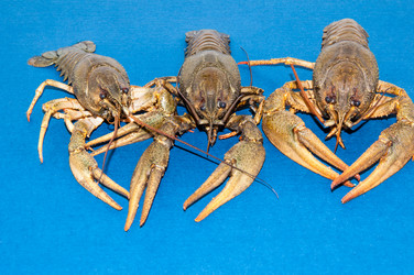 Similar image 6181776