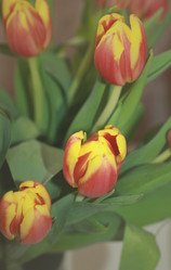 Similar image 6204994