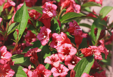 Similar image 6206261