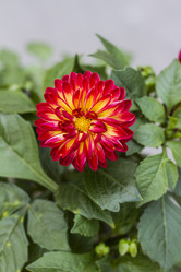 Similar image 6206300