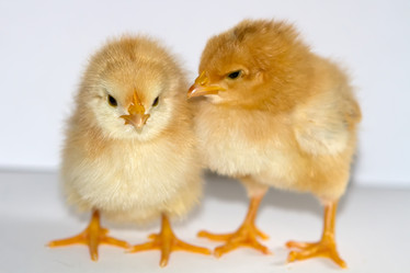 Similar image 6207016