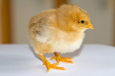 Similar image 6236427