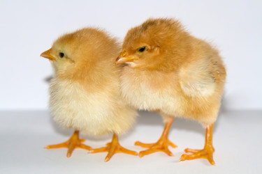 Similar image 6236454