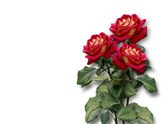 Similar image 6239436