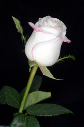 Similar image 6242984