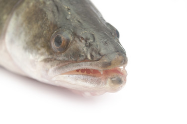 Similar image 6259068