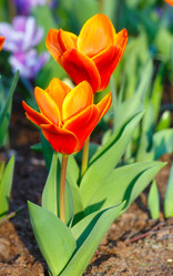 Similar image 6259545