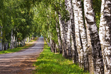 Similar image 6260025