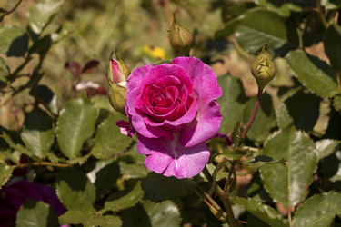 Similar image 6277513